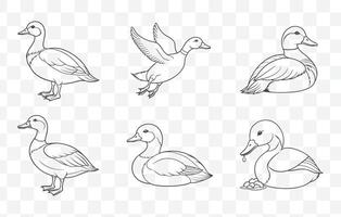 Print Pochard Duck Line Art Set with Detailed Illustrations for Creative Design and Artistic Projects vector