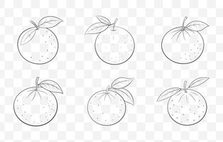 Print Clementine Fruit Line Art Collection with Detailed Illustrations for Design and Art Projects vector