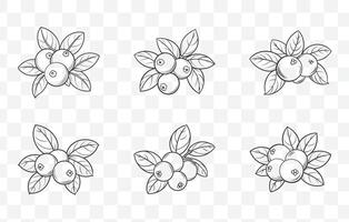 Print Cranberry Botanical Illustration Line Art Set with Detailed Cranberry Branches Berries and Leaves vector