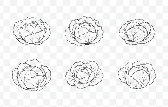 impresión repollo línea Arte conjunto colección de detallado y elegante repollo ilustraciones para creativo proyectos vector