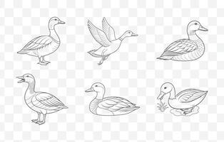 Print Intricate Gadwall Duck Line Art Set Detailed Illustrations of Gadwall Ducks in Elegant and Precise Line Drawings vector