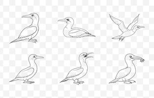 Detailed Gannet Line Art Set of Seabird Illustrations for Artistic and Design Projects vector