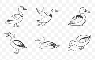 Print Shoveler Duck Line Art Set Detailed Illustrations of Shoveler Waterfowl in Minimalist Style vector