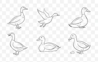 Print Detailed Mallard Duck Line Art Set with Intricate Illustrations for Creative Projects vector