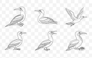 Print Elegant Gannet Line Art Collection Featuring Detailed and Artistic Bird Illustrations in Minimalist Style vector