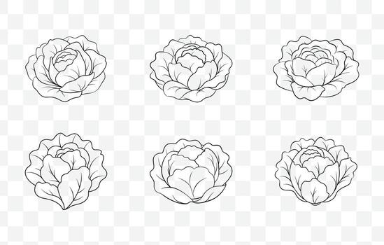 Print Detailed Lettuce Line Art Set Illustrations for Design and Print with Multiple Variants and Styles vector