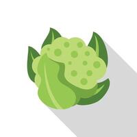 Green cauliflower florets surrounded by leaves flat design icon vector