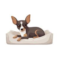 A chihuahua dog is laying on a pillow vector