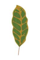 A leaf with a green and brown color vector