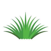 Cynodon dactylon grass isolated flat illustration on white background vector
