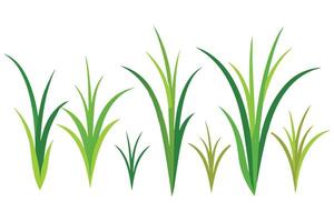 Fine Fescue grass set isolated flat illustration on white background. vector