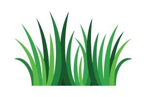Bentgrass Grass isolated flat illustration on white background. vector