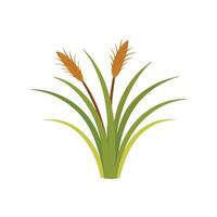 Elephant grass isolated flat illustration on white background. vector