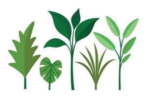 Dspidistra silhouette set flat illustration on white background vector