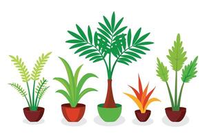 Chamaedorea tree set flat illustration on white background. vector