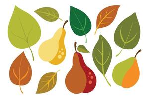 Pear with Leaves set isolated flat illustration on white background vector
