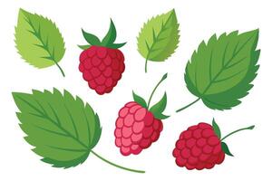 Raspberry with Leaves set isolated flat illustration on white background. vector
