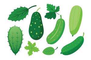 Cucumber with Leaves set isolated flat illustration on white background vector