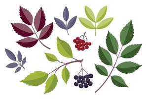 Elderberry Leaves set isolated flat illustration on white background. vector