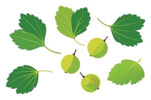 Gooseberry With Leaves set isolated flat illustration on white background. vector
