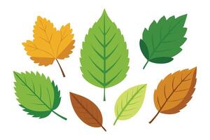 Hazel Leaves set isolated flat illustration on white background vector