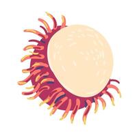 Rambutan doodle illustration isolated on white. vector