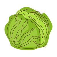 Healthy Green Food Cabbage Vegetable in Line Art Design vector