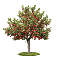 Orchard Tree with Ripe Red Apples Isolated on Transparent Background png