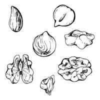 Nuts mix, full, halved walnut almond hazelnut diet, healthy lifestyle, vegan cooking. Hand drawn ink. Illustration single object isolated, white background. Design recipe book, website, menu vector