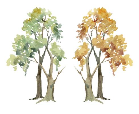 Scenery landscape deciduous forest fir spruce trees, oak cherry ash, summer and autumn leaves hand drawn in watercolor. Single isolated element for tourism, resort ads, hiking camping sites vacation.