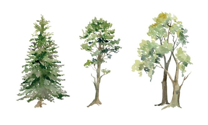 Scenery landscape coniferous deciduous forest fir spruce pine trees, oak cherry ash birch hand drawn in watercolor. Single isolated element for tourism, resort ads, hiking camping sites vacation.