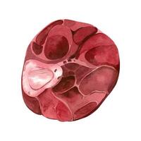 Piece of red meat on the bone, steak on the bone, ribeye. Beef hand-drawn with watercolor. Watercolor illustration. Suitable for printing on menus, cookbooks and recipes, blog design vector
