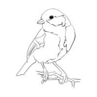 A bird is sitting on a branch vector