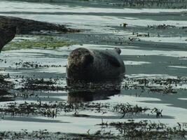 Grey Seal Resting 2 photo