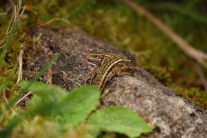 Common Lizard Basking photo