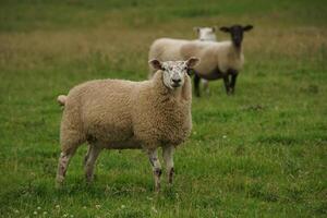 Sheep in the Field photo