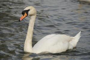 Swimming Mute Swan photo