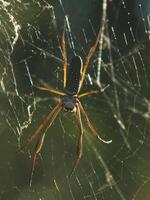 Golden Orb Weaver Spider on a Web photo