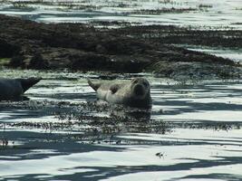 Grey Seal Resting photo