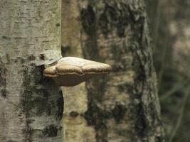 Birch Polymore on a Tree photo