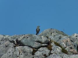 Perching Meadow Pipit photo