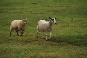 Sheep in the Field 2 photo