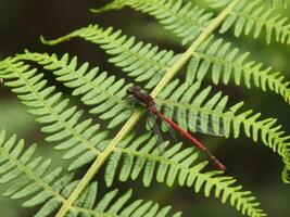 Large Red Damselfly on Fern photo
