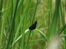 Chimney Sweeper Moth in Grass photo