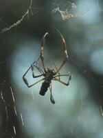 Golden Orb Weaver Spider on a Web 2 photo