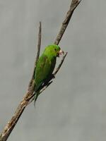 Perching Plain Parakeet photo