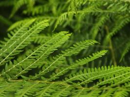 Fern Close Up photo