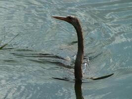 Anhinga Swimming in a Lake photo