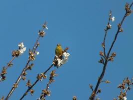 Greenfinch Perching in a Tree photo