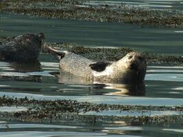 Grey Seal Resting 3 photo